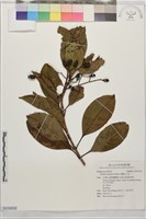 藏品(錫蘭玉心花)的圖片