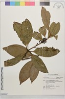 藏品(蘭嶼新木薑子)的圖片