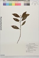 藏品(小葉樹杞)的圖片