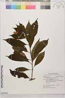 藏品(玉葉金花)的圖片
