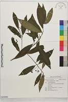 藏品(小葉樹杞)的圖片