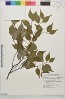 藏品(天臺烏藥)的圖片