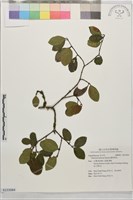 藏品(臺東莢迷)的圖片