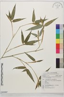 藏品(孟宗竹、毛竹江南竹南竹)的圖片