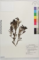 藏品(泛能高山茶、光葉茶梅)的圖片