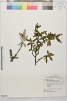 藏品(小葉胡頹子)的圖片