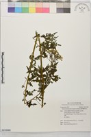 藏品(臺灣劉寄奴)的圖片