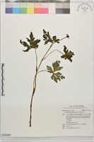 藏品(多果雞爪草)的圖片