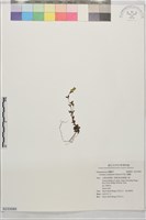 藏品(阿里山龍膽)的圖片