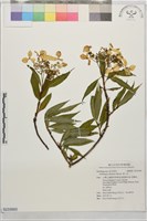 藏品(華八仙)的圖片