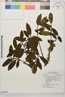藏品(厚葉柃木)的圖片
