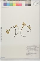 藏品(玉山佛甲草)的圖片