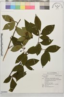 藏品()的圖片