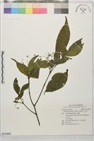 藏品(大丁黃)的圖片