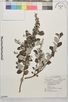 藏品(蔓荊)的圖片
