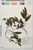 藏品(風藤)的圖片