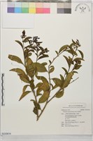 藏品(瑪瑙珠)的圖片