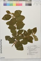 藏品(小葉捕魚木)的圖片