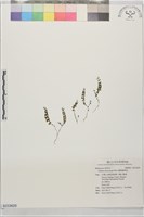 藏品(圓葉豬殃殃)的圖片