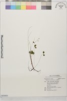 藏品(玉山唐松草)的圖片