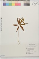 藏品(高山七葉一枝花)的圖片