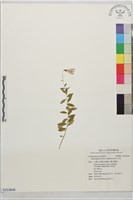 藏品(高山沙參)的圖片