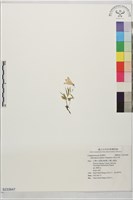 藏品(高山沙參)的圖片
