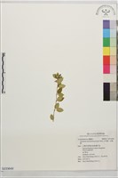 藏品(羊角藤、武靴藤)的圖片