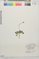 藏品(三萼花草)的圖片