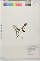 藏品(高山沙參)的圖片