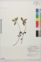 藏品(藤毛木槲)的圖片
