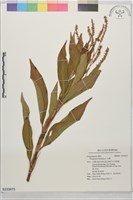 藏品(毛蓼)的圖片
