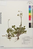 藏品(黃鵪菜)的圖片