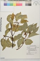 藏品(樟樹)的圖片