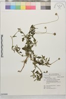 藏品(長柄菊)的圖片