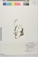 藏品(刀傷草)的圖片