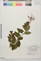 藏品(金露花、小本苦林盤)的圖片