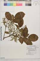 藏品(茄苳、重陽木)的圖片