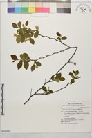 藏品(臺灣野茉莉)的圖片