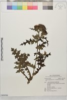 藏品(南國小薊)的圖片