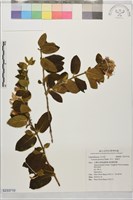 藏品(忍冬、金銀花)的圖片