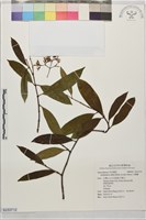 藏品(小錦蘭)的圖片