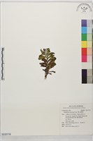 藏品(裏白鼠麴草)的圖片