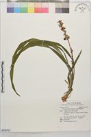 藏品(闊葉麥門冬)的圖片