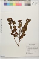 藏品(玉山繡線菊)的圖片
