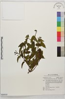 藏品(阿里山忍冬、漸尖葉忍冬)的圖片