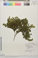 藏品(翼核木)的圖片