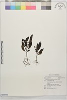 藏品(水冠草)的圖片