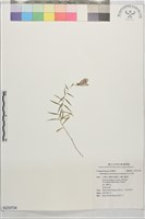 藏品(玉山沙參)的圖片