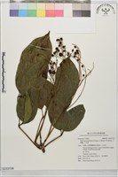 藏品(三腳虌, 三叉虎)的圖片
